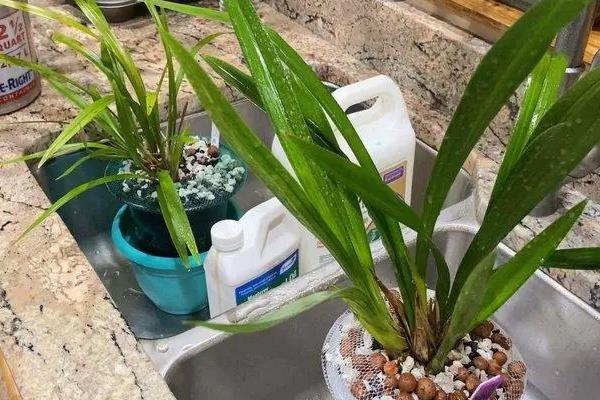 建兰的水培养殖方法，需要每隔一周更换一次培养水