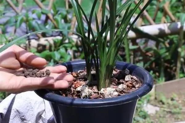 兰花叶片发黄如何处理，遇到强光时要放在阴凉处养护