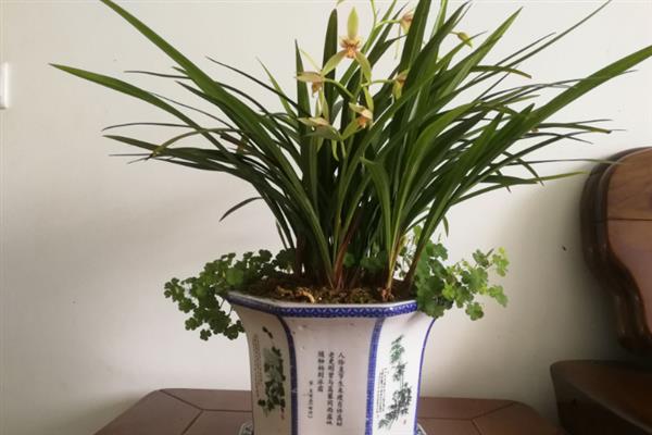 兰花叶片发黄如何处理，遇到强光时要放在阴凉处养护