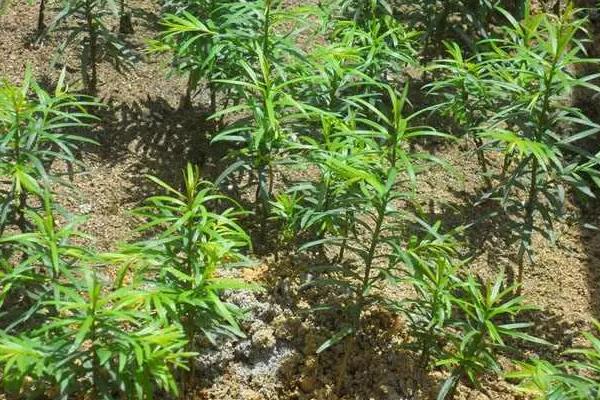红豆杉播种方法，3月底移入温室催芽
