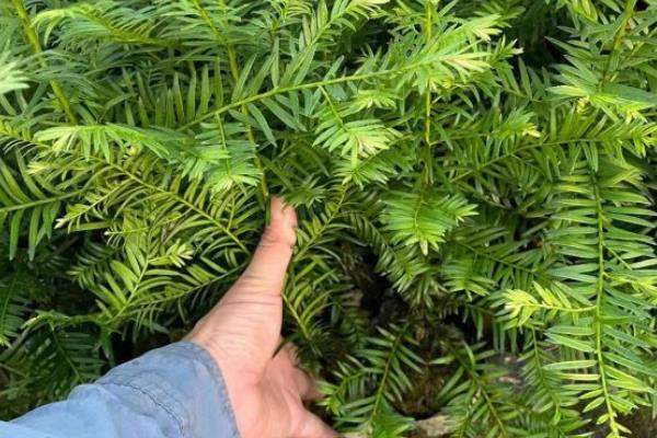 红豆杉播种方法，3月底移入温室催芽