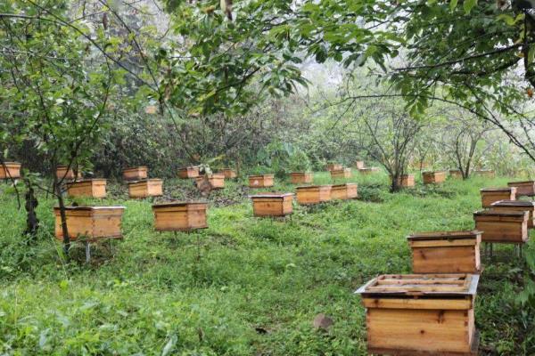 养殖中蜂控制分蜂热的方法，以下措施可视实际情况采取