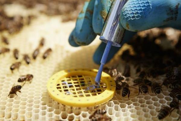 养殖中蜂控制分蜂热的方法，以下措施可视实际情况采取