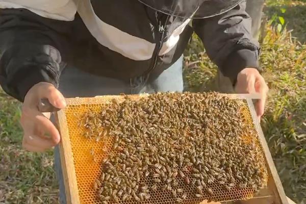 养殖中蜂控制分蜂热的方法，以下措施可视实际情况采取