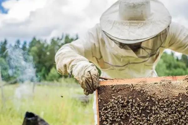 养殖中蜂控制分蜂热的方法，以下措施可视实际情况采取