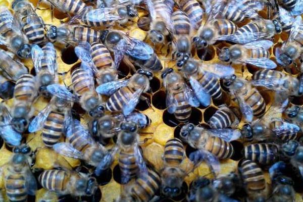 养殖中蜂控制分蜂热的方法，以下措施可视实际情况采取