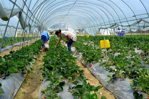 草莓的种植方法，将温度控制在18-28°C