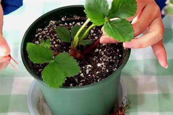 草莓的种植方法，将温度控制在18-28°C