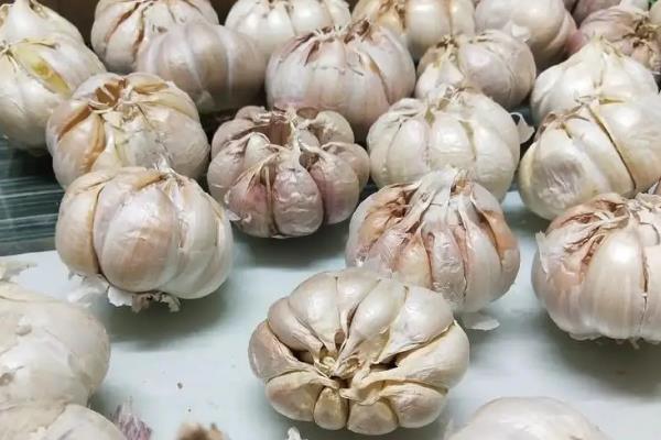 大蒜的亩产量，通常在2000-2500斤