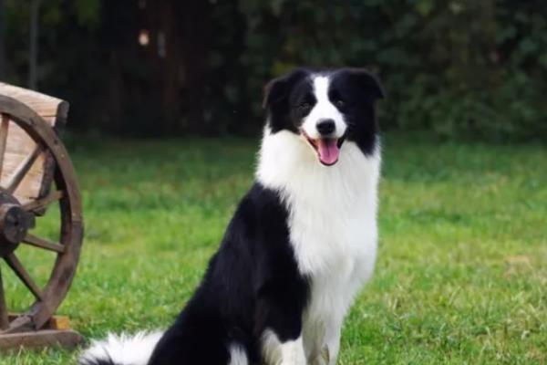 边境牧羊犬有何特点，肩高适中，双眼眼距适中，颜色为褐色