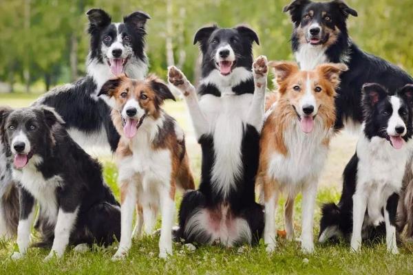 边境牧羊犬有何特点，肩高适中，双眼眼距适中，颜色为褐色