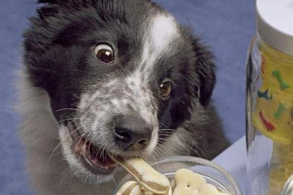 边境牧羊犬有何特点，肩高适中，双眼眼距适中，颜色为褐色