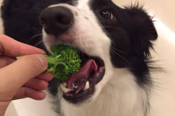 边境牧羊犬有何特点，肩高适中，双眼眼距适中，颜色为褐色