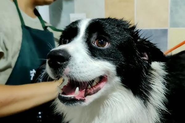 边境牧羊犬有何特点，肩高适中，双眼眼距适中，颜色为褐色
