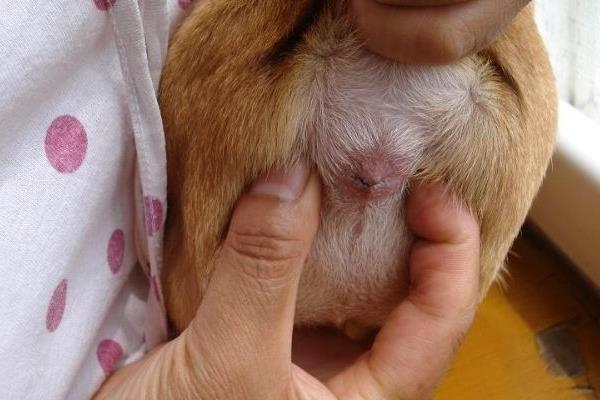 边境牧羊犬有何特点，肩高适中，双眼眼距适中，颜色为褐色