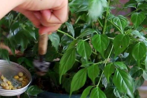 富贵树所需肥料，基肥以缓释性肥料为主