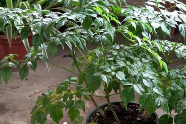 富贵树所需肥料，基肥以缓释性肥料为主