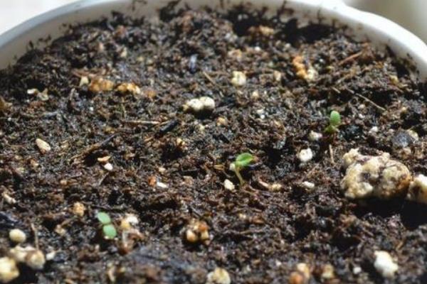 草莓播种后多久出苗，15-20天左右就可以发芽了