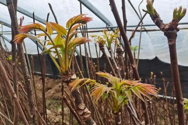 香椿一亩地种多少棵,露天种植通常每亩栽种240-300株