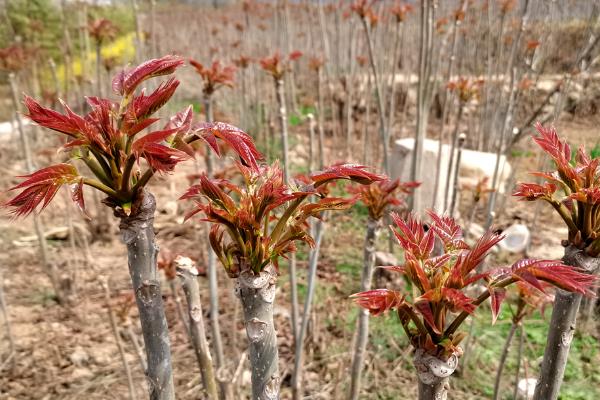 香椿一亩地种多少棵,露天种植通常每亩栽种240-300株