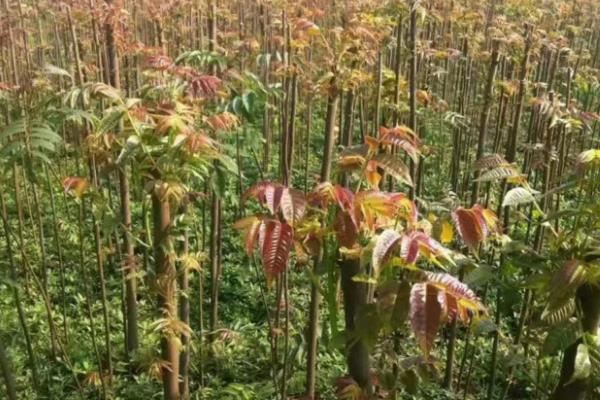 香椿一亩地种多少棵,露天种植通常每亩栽种240-300株