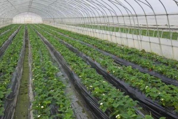 大棚草莓怎么施肥，生长期至开花前亩施复合肥10-15公