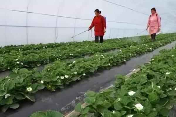 大棚草莓怎么施肥，生长期至开花前亩施复合肥10-15公