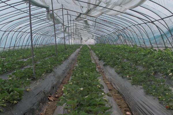 大棚草莓怎么施肥，生长期至开花前亩施复合肥10-15公