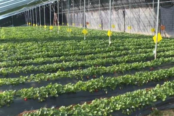 大棚草莓怎么施肥，生长期至开花前亩施复合肥10-15公