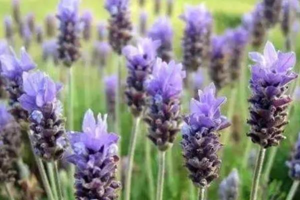 薰衣草的品种,希德寇特、孟士德等品种很受欢迎