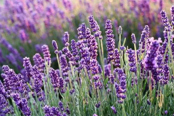 薰衣草的品种,希德寇特、孟士德等品种很受欢迎