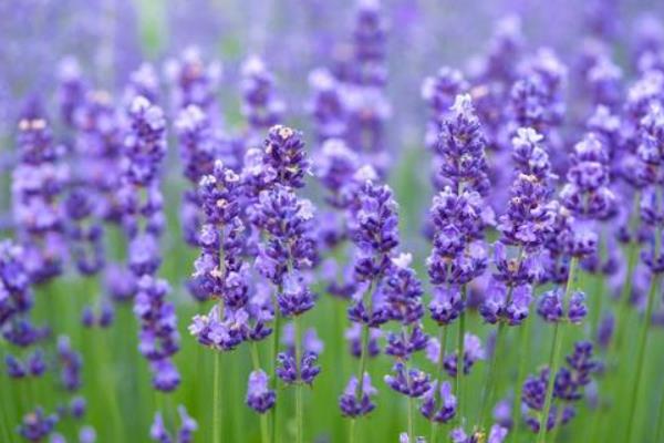薰衣草的品种,希德寇特、孟士德等品种很受欢迎