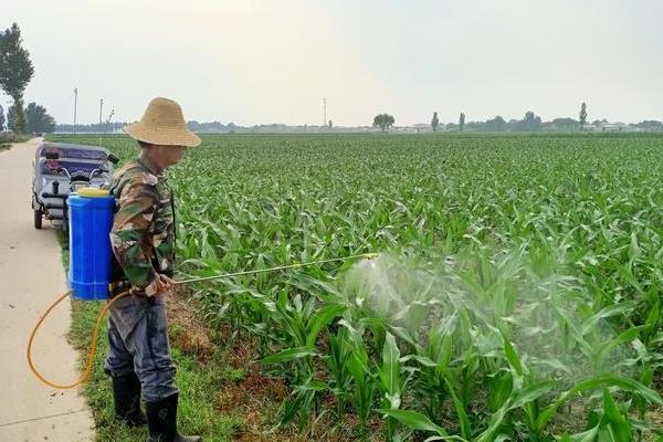 吉农玉719玉米的栽培要点，适合在4月下旬至5月上旬播种