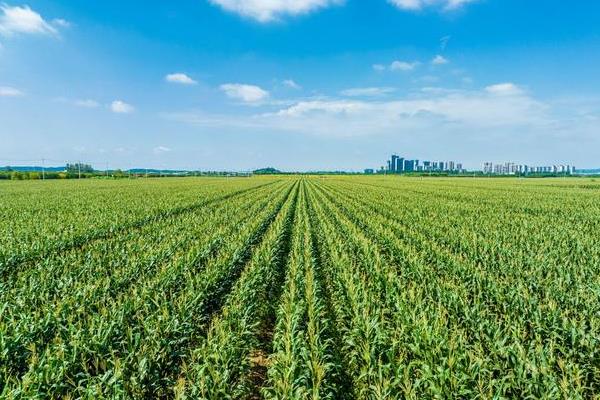 吉农玉719玉米的栽培要点，适合在4月下旬至5月上旬播种