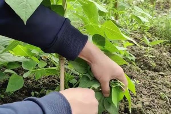 刀豆要摘心吗，刀豆是需要摘心的