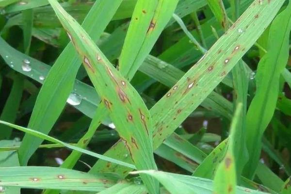 如何防治水稻稻瘟病，要避免过量施加氮肥