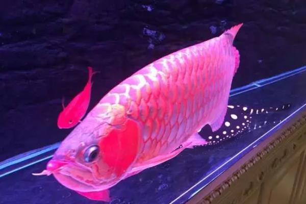 红龙鱼掉鳞的原因，可能是撞缸或患病导致的