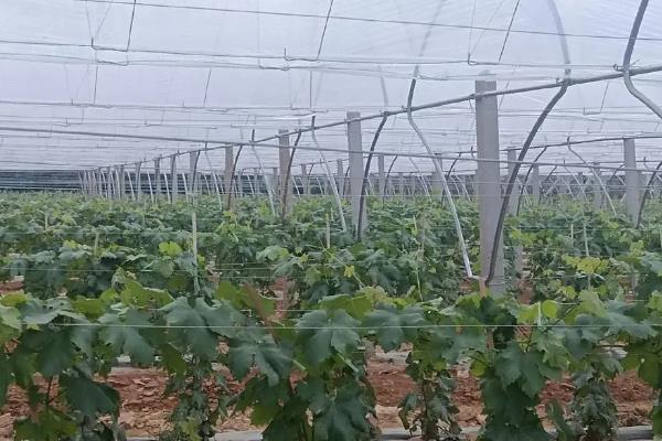 提子苗有哪些好品种，美人指、红提、青提均是良种