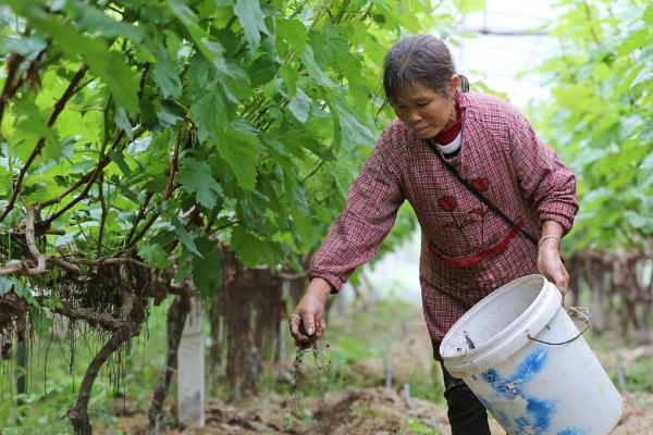 提子苗有哪些好品种，美人指、红提、青提均是良种