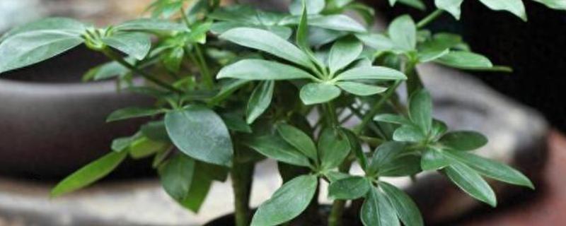 鸭掌木施肥的方法，在夏季生长期间每周施肥一次