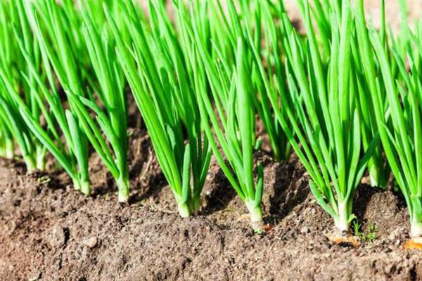 大葱种子的种植方法，适宜在每年春季的3-4月份时种植