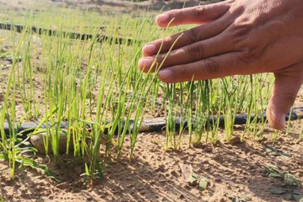 大葱种子的种植方法，适宜在每年春季的3-4月份时种植