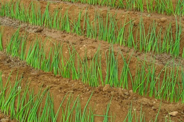 大葱种子的种植方法，适宜在每年春季的3-4月份时种植