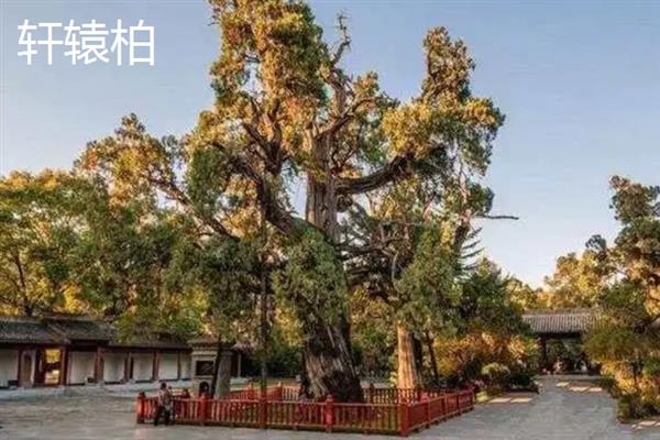 中国最古老的树有哪些，常见的有轩辕柏、凤凰松等
