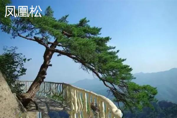 中国最古老的树有哪些，常见的有轩辕柏、凤凰松等