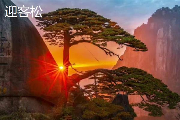 中国最古老的树有哪些，常见的有轩辕柏、凤凰松等