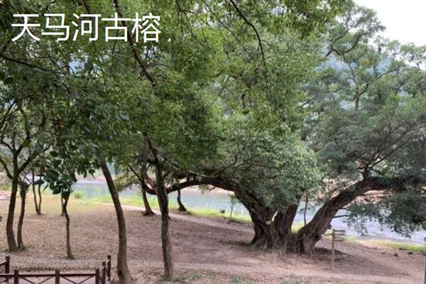 中国最古老的树有哪些，常见的有轩辕柏、凤凰松等