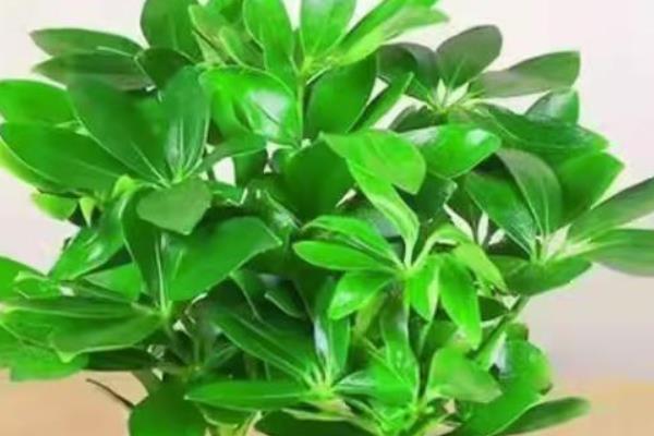 鸭掌木施肥的方法，在夏季生长期间每周施肥一次