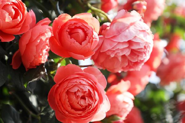 月季花何时扦插，5-6月份、9-10月份为扦插适期