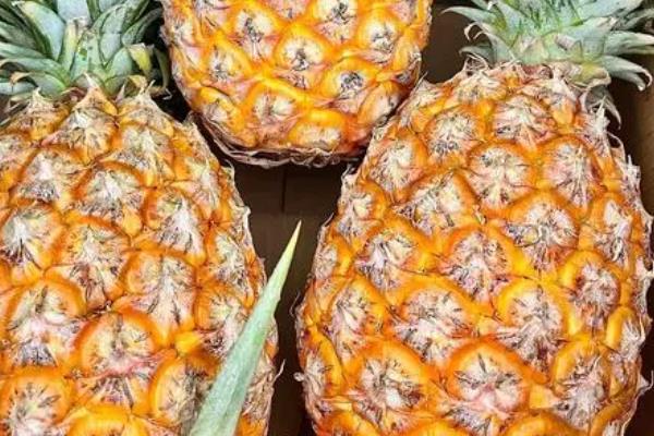 凤梨苗的品种介绍，常见的有剥粒凤梨、金钻凤梨等